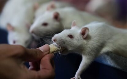 Team Ratas, la organización argentina que busca hogares para roedores de laboratorio
