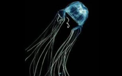 Descubrieron una medusa que sería una de las criaturas más mortíferas del planeta