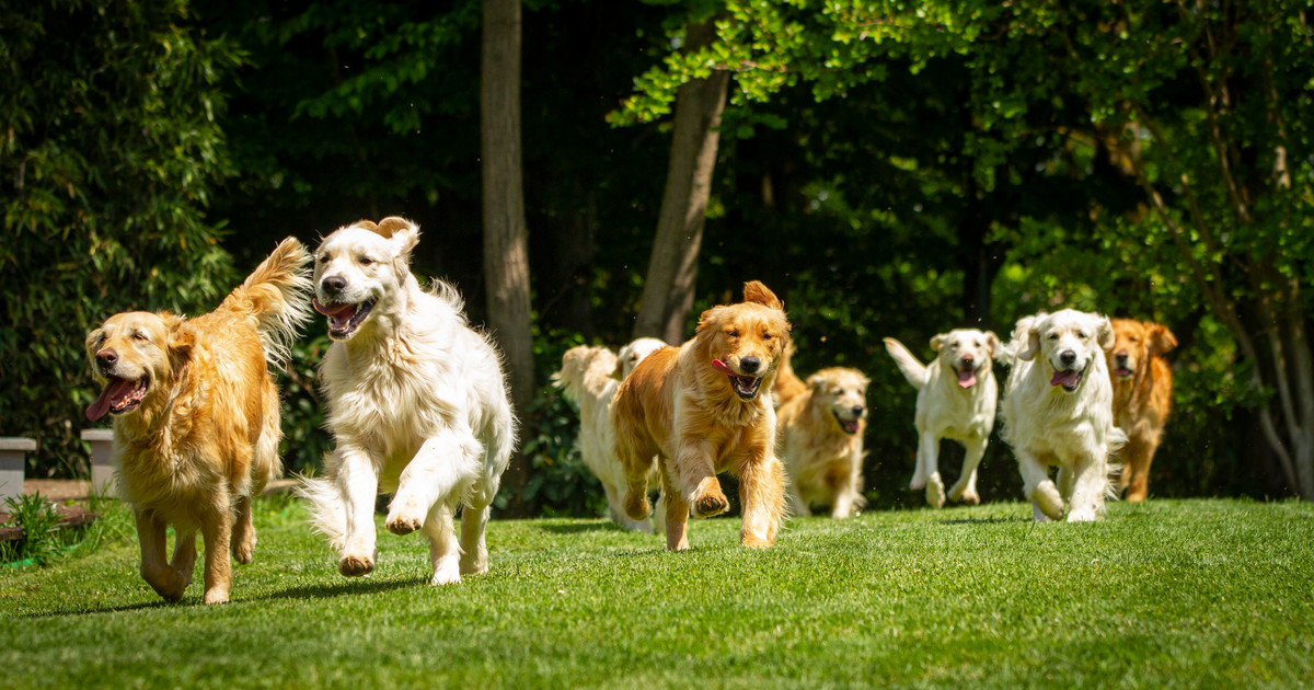 ofrecen-sueldo,-casa-gratis-y-un-trabajo-muy-particular:-cuidar-la-mascota-de-una-familia-millonaria