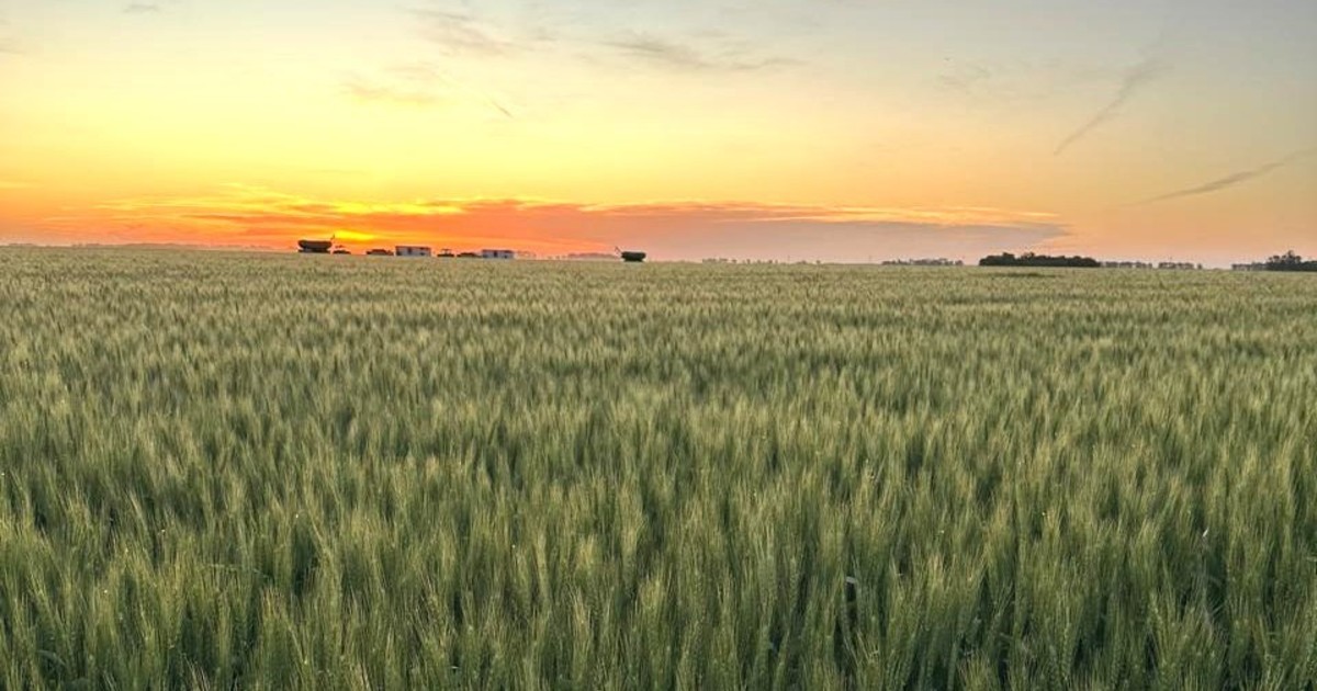 la-siembra-de-trigo-puso-primera-a-un-ritmo-record-y-dio-comienzo-a-una-campana-que-promete-una-produccion-de-mas-de-20-millones-de-toneladas