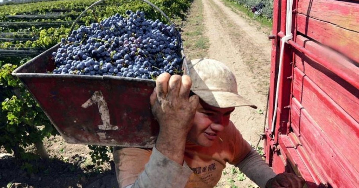 vitivinicultura:-la-cosecha-cayo-10%-y-los-productores-alertan-por-los-bajos-precios