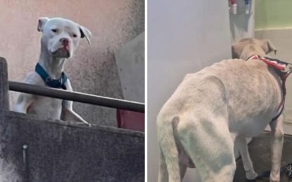 Rescataron un dogo argentino en estado de desnutrición en la casa de Claudio Barrelier, donde habría sido asesinada Agostina Vega