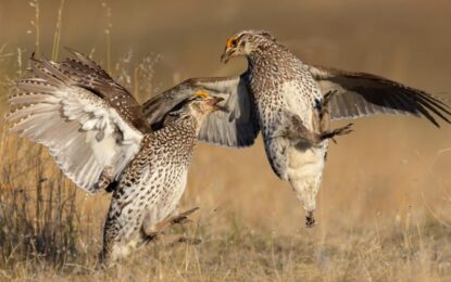 Gastaron más de 5 millones de dólares para salvar una especie y en seis meses murieron 29 de 30 aves