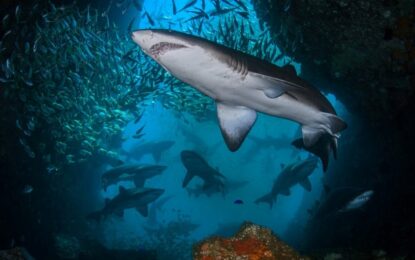 La cuarta muerte del año por ataque de tiburón en Australia reaviva el debate en torno a la cantidad de ejemplares: “Hay más que nunca»