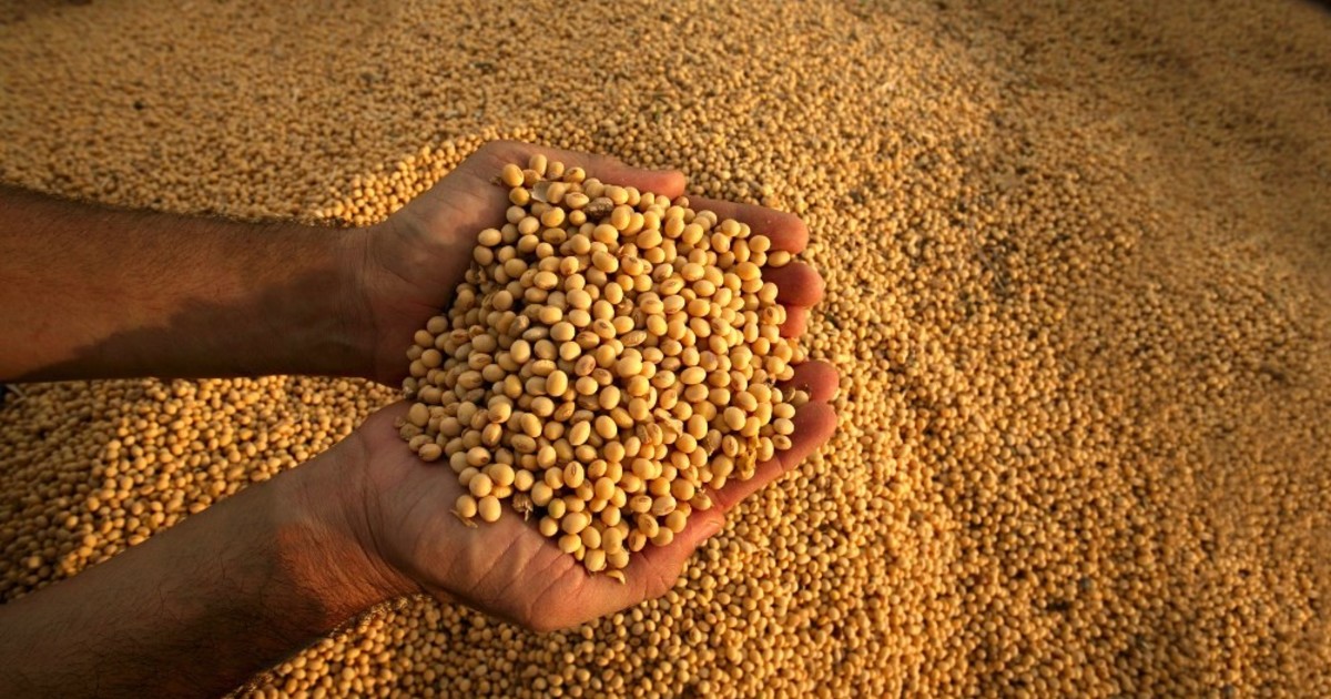 la-industria-semillera-respaldo-el-nuevo-sistema-de-control-varietal:-«la-innovacion-debe-ser-vista-como-una-herramienta-para-el-productor,-no-un-costo”