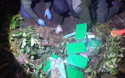 El agudo olfato de Gretel: la perra labradora que encontró la pista de 58 kilos de cocaína enterrados en un jardín