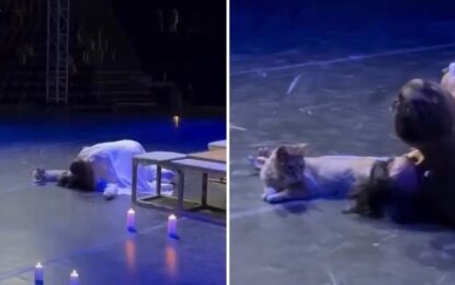 Un gato entró en el escenario y arruinó el final de Romeo y Julieta