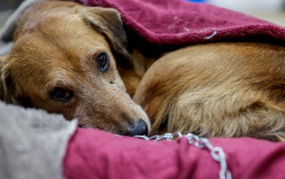 Proponen en Uruguay otorgar un día de licencia laboral remunerada por muerte de mascota