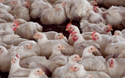 Exportaciones: Chile y Perú le vuelven a abrir las puertas a la carne de pollo argentina