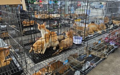Rescatan a casi 400 gatos que iban a ser vendidos para consumo humano: el estremecedor cautiverio