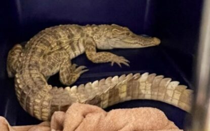 Una mujer tenía un cocodrilo en el balcón de su departamento