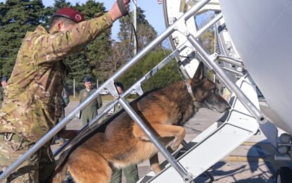 137 héroes de cuatro patas: uno por uno, los países que enviaron perros rescatistas a Venezuela tras los terremotos