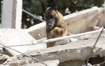 Los detalles de cómo fue el operativo para que Bart, el perro argentino, encontrara a dos nenes vivos entre los escombros del terremoto en Venezuela