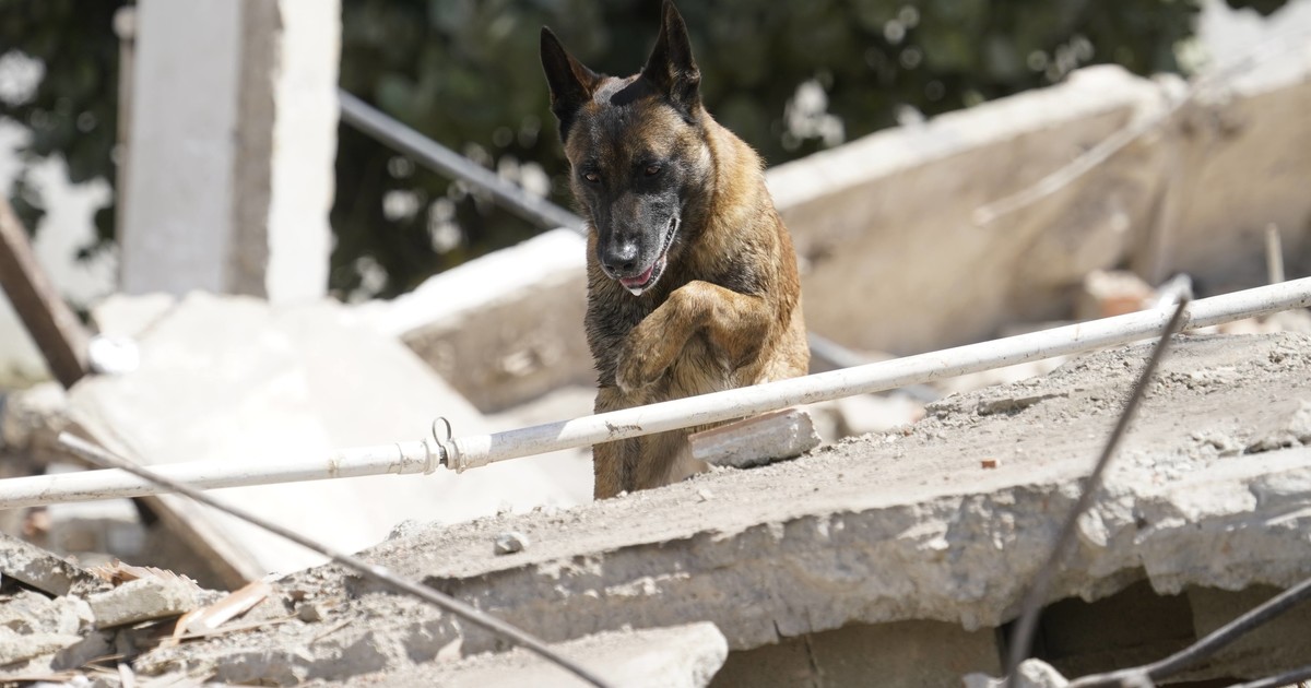los-detalles-de-como-fue-el-operativo-para-que-bart,-el-perro-argentino,-encontrara-a-dos-nenes-vivos-entre-los-escombros-del-terremoto-en-venezuela