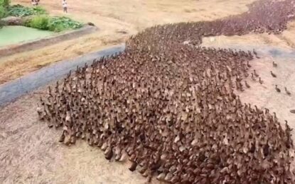El ejercito de 10.000 patos entrenado para cumplir una tarea estratégica en un arrozal