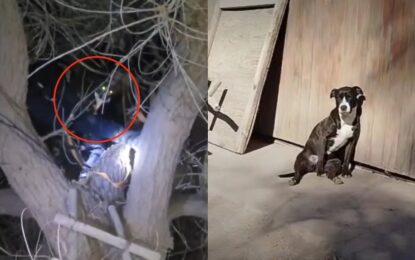 Insólito rescate: perra apareció en la copa de un árbol en San Juan