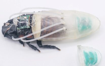 Crean un traje de buceo miniatura para cucarachas que podrán salvar vidas en catástrofes naturales: «Serán claves en misiones de rescate y en zonas de escombros inundados»