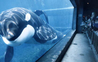 Liberen a Willy: todo lo que se sabe del regreso del clásico filme con la orca que fue un éxito en todo el mundo