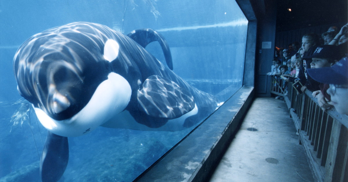 liberen-a-willy:-todo-lo-que-se-sabe-del-regreso-del-clasico-filme-con-la-orca-que-fue-un-exito-en-todo-el-mundo