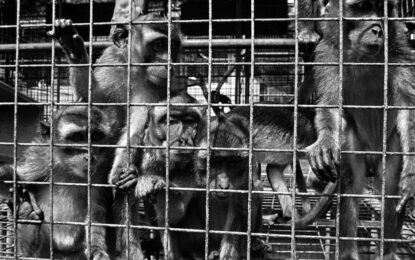 Triste realidad: hay pocos monos de laboratorio para experimentos y cobran 30.000 dólares por cada uno