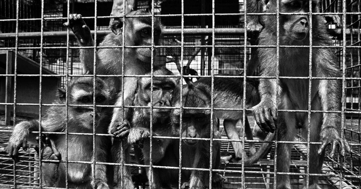 triste-realidad:-hay-pocos-monos-de-laboratorio-para-experimentos-y-cobran-30.000-dolares-por-cada-uno