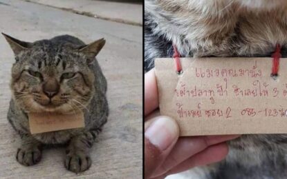 Un gato desapareció tres días y regresó a su casa con una «deuda» a cuestas
