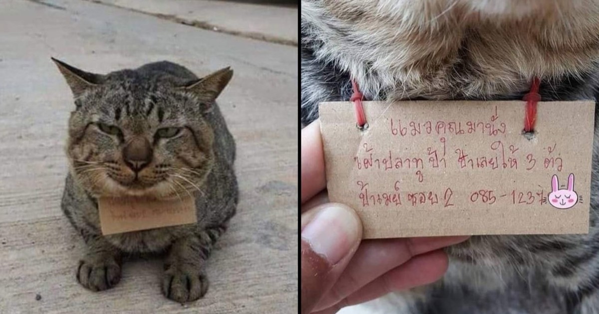 un-gato-desaparecio-tres-dias-y-regreso-a-su-casa-con-una-«deuda»-a-cuestas