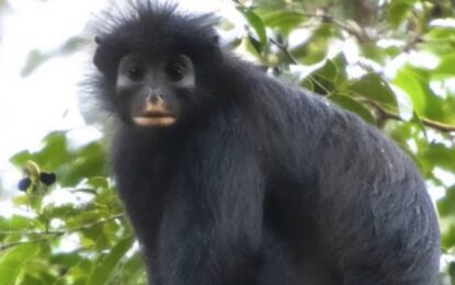 Descubrieron en la selva a Likweli, una nueva especie de mono de labios anaranjados