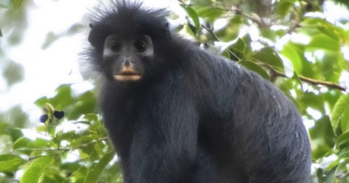 descubrieron-en-la-selva-a-likweli,-una-nueva-especie-de-mono-de-labios-anaranjados