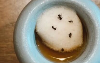 El dueño de un restaurante con estrellas Michelin enfrenta la cárcel por servir un postre con hormigas