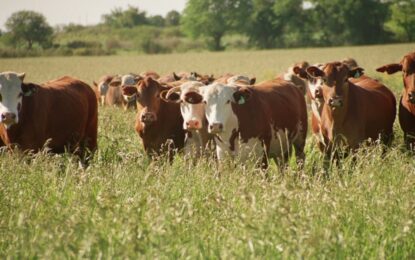 El Gobierno creó el Sistema Informático de Trazabilidad Animal para todos los eslabones de la cadena cárnica