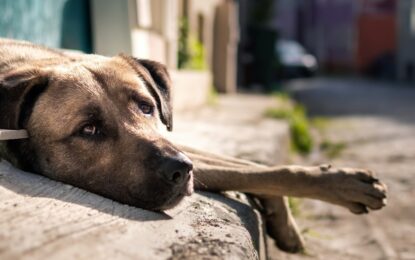 Denuncian un envenenamiento masivo de perros en Bolívar: todos con los mismos síntomas de vómitos, convulsiones y muertes rápidas