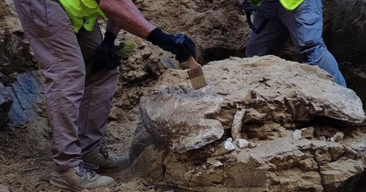 hallaron-los-restos-de-una-tortuga-de-mas-de-15-millones-de-anos-en-un-edificio-de-madrid