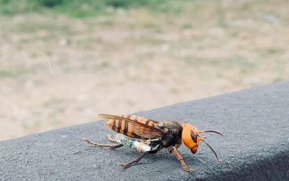 Crean una IA capaz de detectar y atrapar al avispón asiático para salvar a las abejas