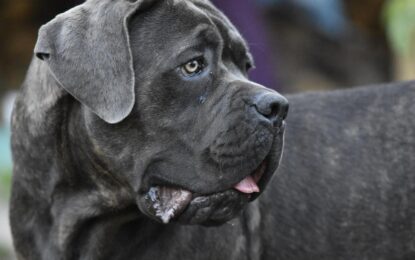Operaron al perro en la articulación equivocada y el caso terminó en la Justicia: “Solo había que distinguir derecha de izquierda”