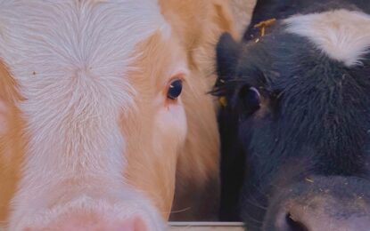 Abandonaron cinco vacas en una isla remota y, 130 años después, el ADN reveló qué ocurrió con el rebaño