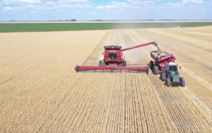 Con un buen escenario de precios y una cosecha récord, todavía falta comercializar el 30% de la producción de trigo