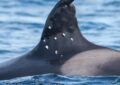 Investigan el ataque a una de las orcas más longevas del Estrecho de Gibraltar: recibió al menos diez impactos de perdigón
