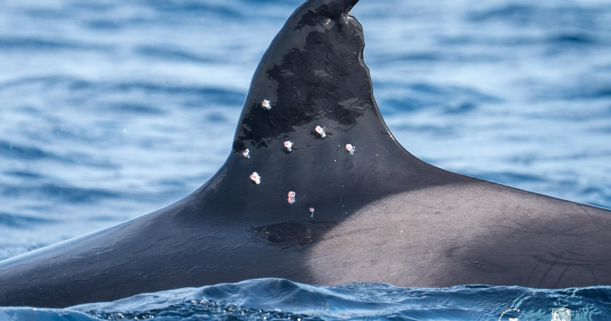 investigan-el-ataque-a-una-de-las-orcas-mas-longevas-del-estrecho-de-gibraltar:-recibio-al-menos-diez-impactos-de-perdigon