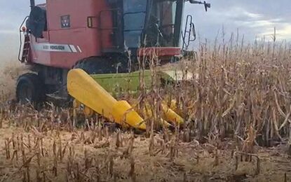 “Desesperación por cosechar”: en sólo 4 días se trillaron 70.000 hectáreas de maíz, antes de la vuelta de las lluvias