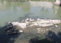 La sequía es tan grave en Italia que bajó el río Tíber y dejó al descubierto el antiguo Puente de Nerón