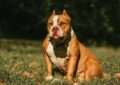 Una mujer fue condenada por el ataque de un perro que mató a su prima de 19 años