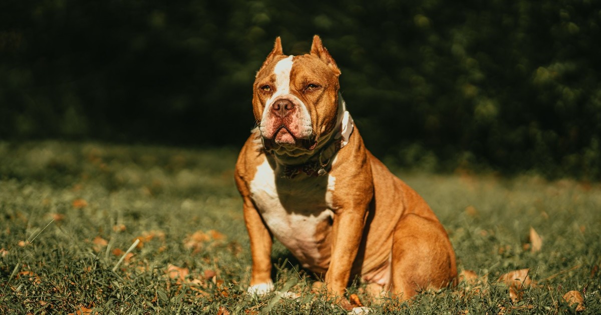 una-mujer-fue-condenada-por-el-ataque-de-un-perro-que-mato-a-su-prima-de-19-anos