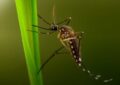 El decreto insólito: un intendente prohíbe a los mosquitos tigre sobrevolar su municipio