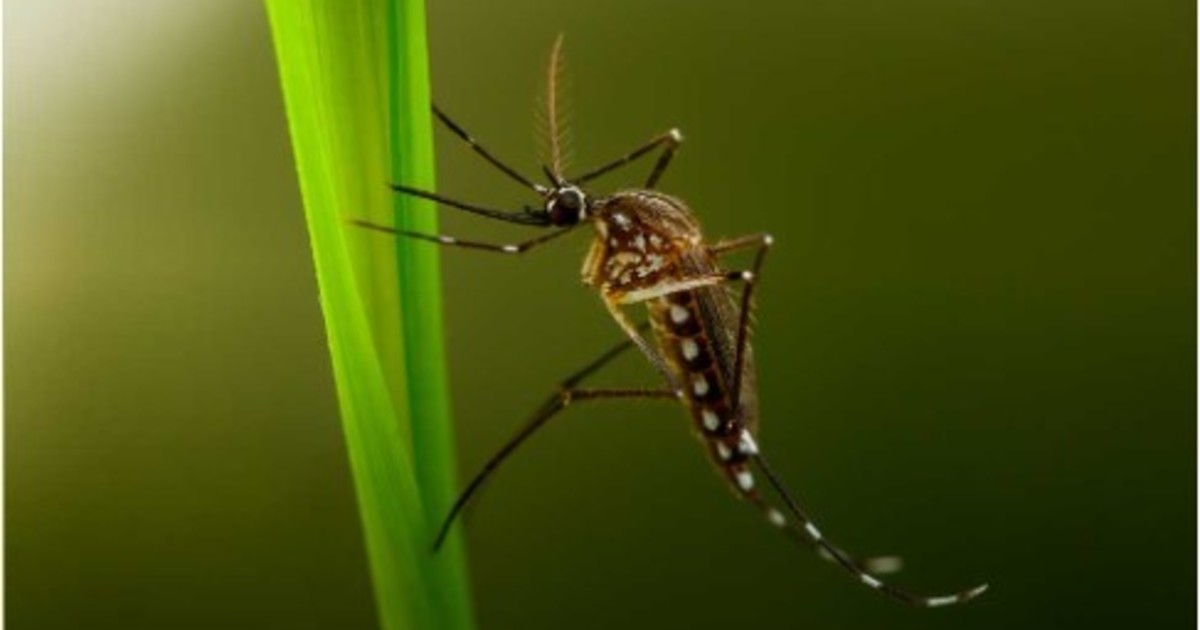 el-decreto-insolito:-un-intendente-prohibe-a-los-mosquitos-tigre-sobrevolar-su-municipio