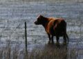 «El área con excesos es mayor»: el campo espera al “súper Niño” con reservas de agua en los suelos por encima de lo normal