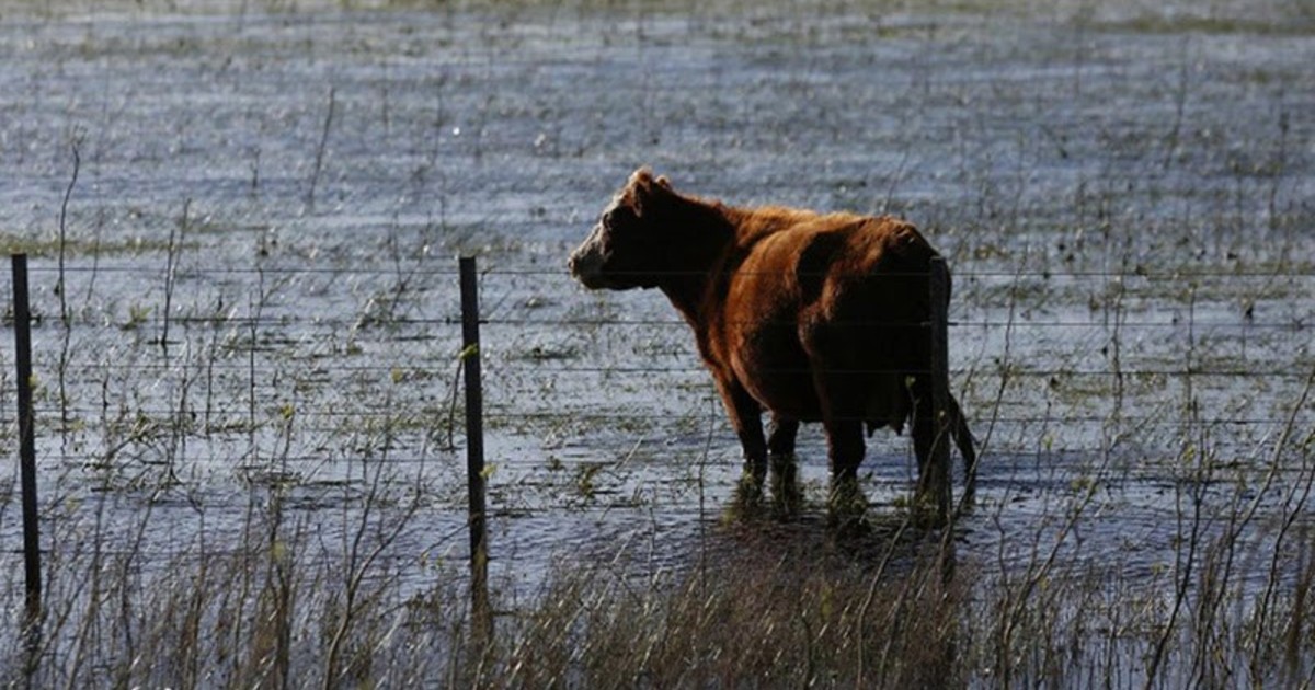 «el-area-con-excesos-es-mayor»:-el-campo-espera-al-“super-nino”-con-reservas-de-agua-en-los-suelos-por-encima-de-lo-normal