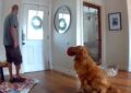 Nash, el perro que invitó a jugar al ladrón que entró a robar su casa