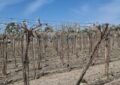 Las heladas le dieron un duro golpe a la principal actividad agropecuaria de una provincia y estiman pérdidas de hasta el 60% en la producción de una variedad clave