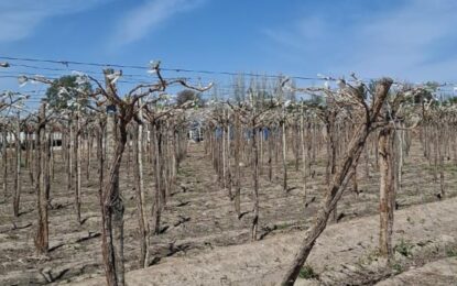 Las heladas le dieron un duro golpe a la principal actividad agropecuaria de una provincia y estiman pérdidas de hasta el 60% en la producción de una variedad clave